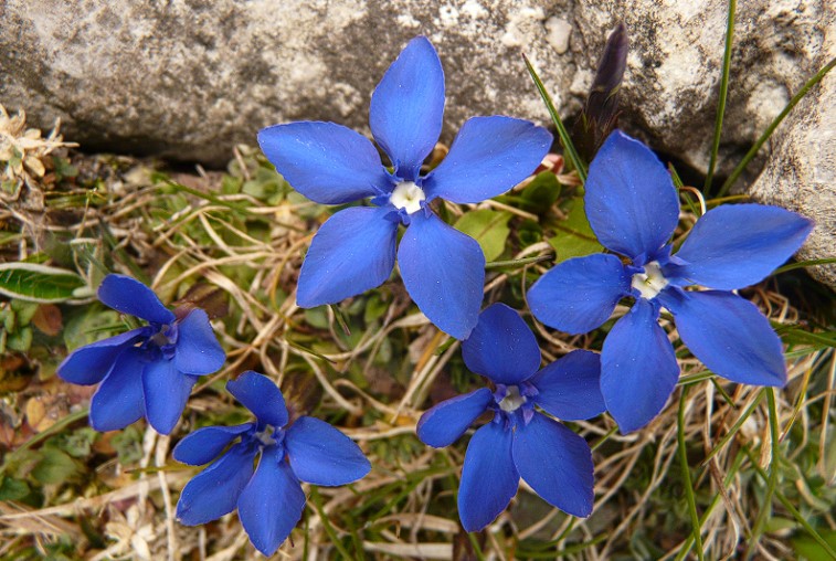 Alpilean flower